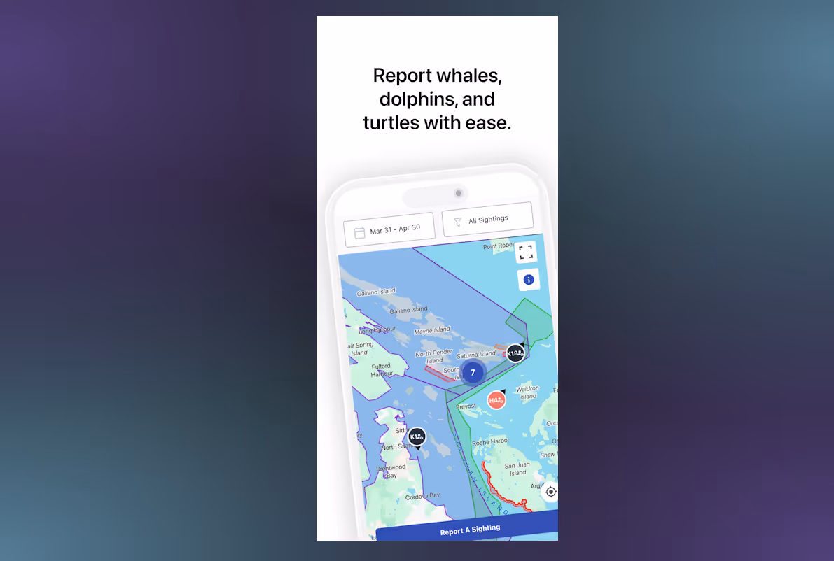 Whale Report Alert System gallery image 1